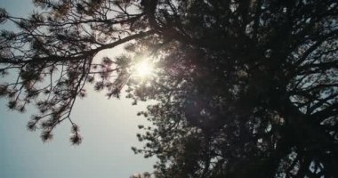 Dokunulmamış Nature Serenity: Çam İğneli Dalları Vahşi Orman 'ın Yakın Çekimi. Yüksek kalite 4k görüntü