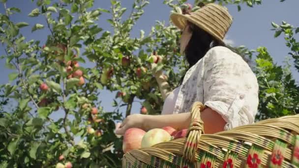 Tuinman Plukt Appels Uit Boom Legt Een Mandje Een Vrouw — Stockvideo