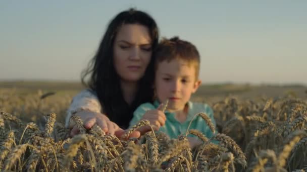 Jordbruksutbildning Och Samhörighet Moder Son Teamet Övervakar Vete Grödor Och — Stockvideo