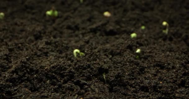 Timelapse Journey Dynamic Plant Growth Birth New Life Nature Inglês — Vídeo de Stock