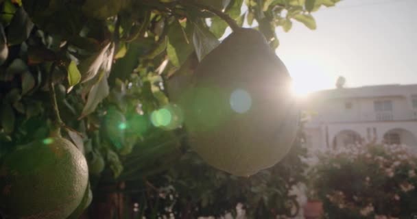 木の枝に成長する緑色のレモンの背景ビデオ 農業果樹園と柑橘類の熟成 高品質の4K映像 — ストック動画