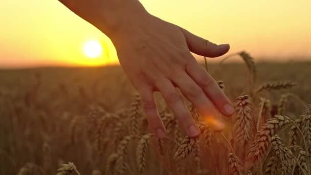 在田里 一个女人的手摸麦穗的特写 种植面包的概念 种植谷物的农田 高质量的4K镜头 — 图库视频影像