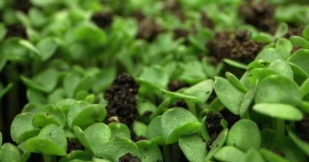 Dinamikus Bazsalikom Növény Növekedés Időelapszis Vizuális Krónika Kiváló Minőségű Felvételek — Stock videók