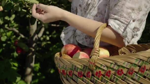 Großaufnahme Eines Korbes Mit Äpfeln Den Eine Frau Obst Legt — Stockvideo