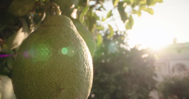 庭の木に熟した緑のレモンのクローズアップ 有機新鮮な柑橘類の果実を栽培しています 高品質の4K映像 — ストック動画