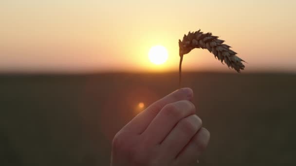 野原で小麦の耳を握っている女性の手のクローズアップ 農家による農地でのパンの栽培のコンセプト 高品質の4K映像 — ストック動画