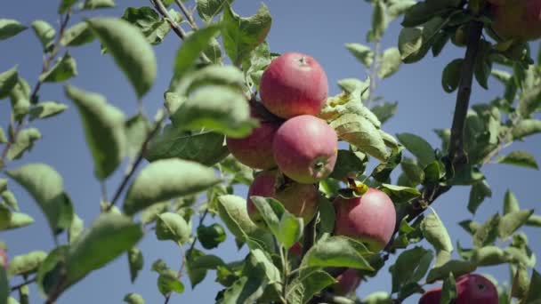 Gros Plan Pommes Rouges Poussant Sur Une Branche Arbre Dans — Video