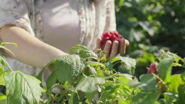 Primer Plano Jardineros Manos Arrancando Frambuesas Los Arbustos Cosecha Bayas — Vídeos de Stock