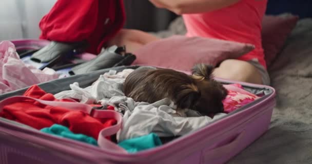 Flying Furry Seuralaiset Kiehtova Kohtauksia Nainen Pakkaa Matkalaukkunsa Rakkaan Koiransa — kuvapankkivideo