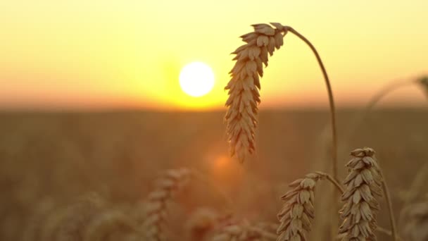 Harvest Glow Sunlit Wheat Heads Close Agricultural Field Grain Cultivation — Vídeos de Stock