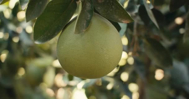 在花园里的一棵树上成熟的绿色Pamela水果的特写 农民种植农业水果 高质量的4K镜头 — 图库视频影像