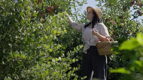 Jardineiro Arranca Maçãs Árvore Coloca Cesto Uma Mulher Trabalha Jardim — Vídeo de Stock