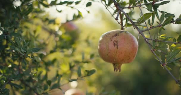 Närbild Ett Granatäpple Frukt Som Växer Ett Träd Trädgården Odling — Stockvideo