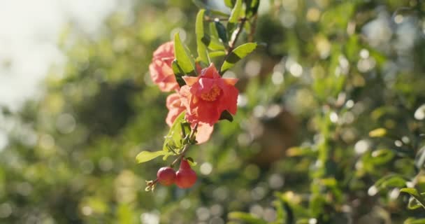 Közelkép Egy Gránátalmavirágról Ami Egy Fán Gyümölcs Termesztése Egy Kertész — Stock videók