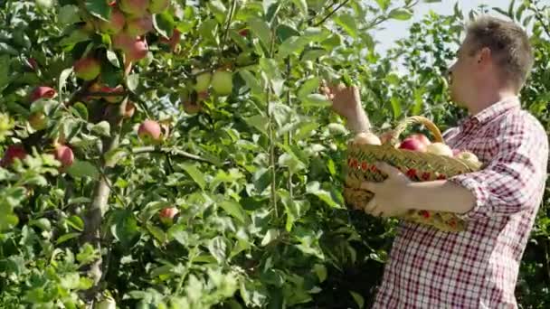 园丁在花园里收割时 在篮子里摘苹果 在农场中植树和种植生态有机水果 高质量的4K镜头 — 图库视频影像