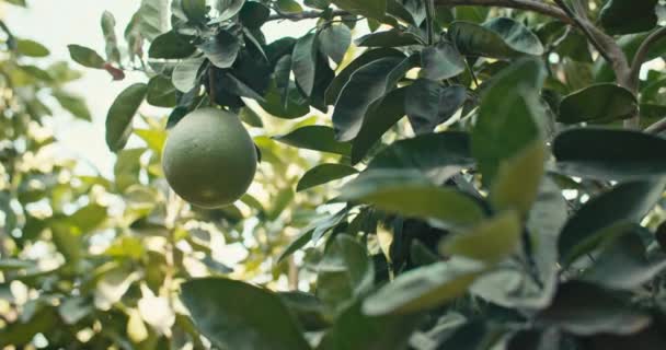 在花园里的一棵树上成熟的Pamela水果的特写 种植水果和照料他们作为一个园丁 高质量的4K镜头 — 图库视频影像