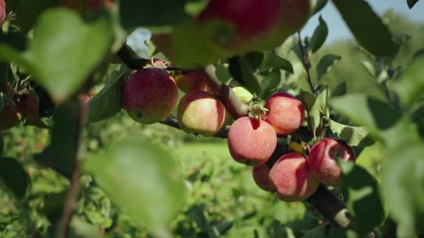 Närbild Röda Äpplen Som Växer Trädgren Trädgården Jordbrukarnas Fruktodling Gårdarna — Stockvideo