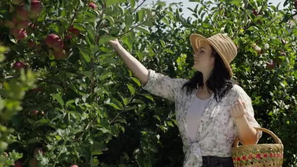 Μια Γυναίκα Μαζεύει Μήλα Στον Κήπο Ένας Κηπουρός Δουλεύει Μαζεύοντας — Αρχείο Βίντεο