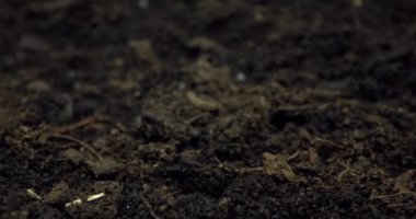 Tohum 'dan Tabak' a: Sağlıklı Yeme İçin Rucola Büyüme Zamanı. Yüksek kalite 4k görüntü