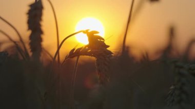 Gün batımında tahıllı buğday kulağının arka plan videosu. Çiftlik arazilerinde tarım ürünleri yetiştiriliyor. Yüksek kalite 4k görüntü