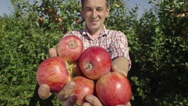 Portrait Européen Tenant Une Récolte Pommes Cueillant Des Fruits Dans — Video