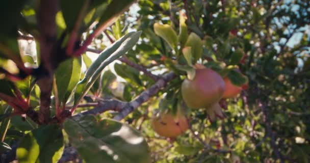 Bahçedeki Bir Ağaçtaki Nar Meyvesinin Yakın Plan Çekimi Bahçıvanların Doğada — Stok video