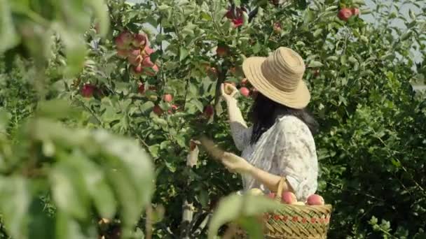 Bir Kadın Ağaçtan Bir Elma Koparıp Bahçede Isırıyor Tarım Çiftliğindeki — Stok video