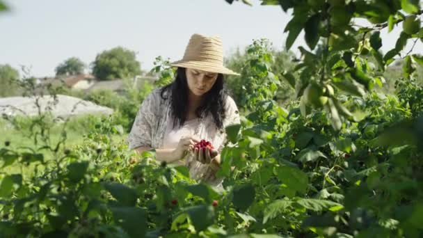 Una Mujer Recoge Frambuesas Los Arbustos Del Jardín Cosechando Bayas — Vídeos de Stock