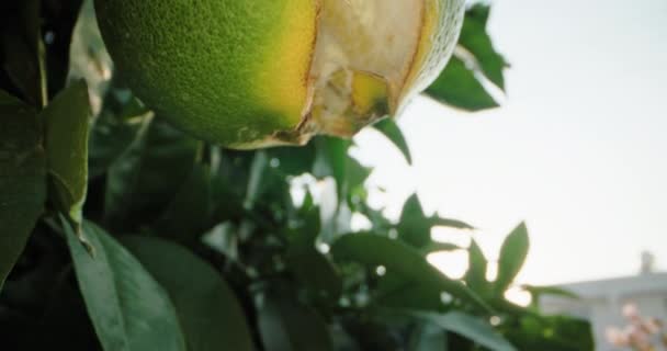 Egy Nagy Narancssárga Poin Kertben Érlelődő Ágán Kertészet Mezőgazdaság Kiváló — Stock videók