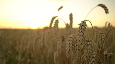 Golden Sunset: Çiftçi tarlasında yakın çekim buğday tarlası, tahıl çiftçiliğini sembolize ediyor. Yüksek kalite 4k görüntü