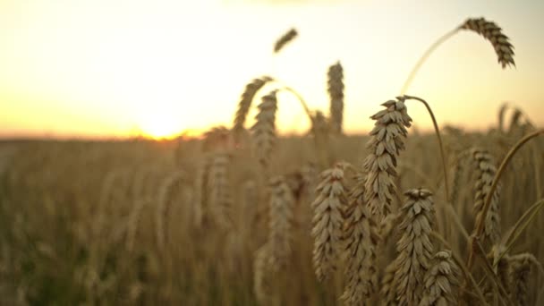 Golden Sunset Close Wheat Stalks Farmers Field Symbolizing Grain Farming — Vídeos de Stock