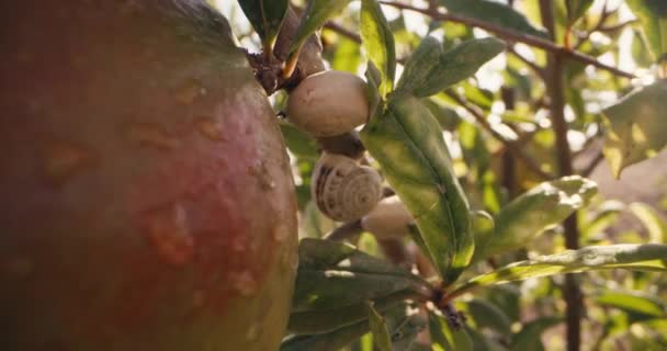 Detailní Záběr Granátového Jablka Větvi Stromu Zahradě Pěstování Ekologického Ovoce — Stock video