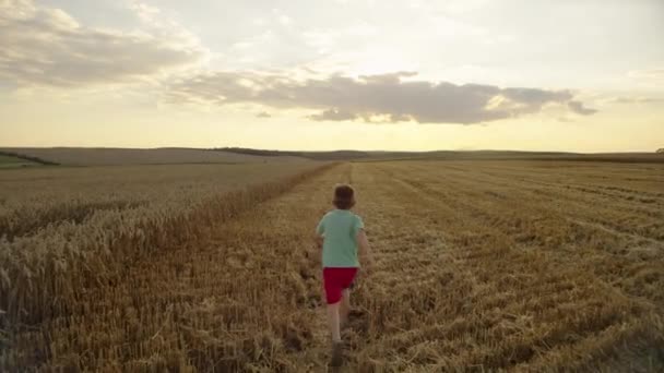 幸福を誓う 農場の小麦畑に対する子供の喜びと愛情を明らかにする 高品質の4K映像 — ストック動画