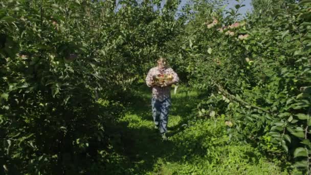 Een Tuinman Draagt Geplukte Appels Een Mand Tuin Een Man — Stockvideo
