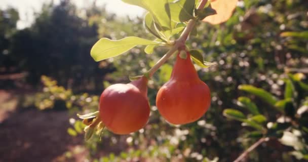 Close Blooming Pomegranate Flower Garden Tree Fruit Ripening Trees Grown — Stock Video