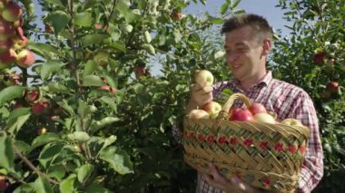 Bir bahçıvan tarım bahçesinde elma hasat eder. Adamın biri ağaçtan meyve koparıp sepete koyuyor. Çiftlikte zor iş. Yüksek kalite 4k görüntü