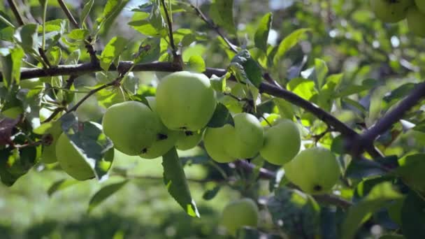 Gros Plan Pommes Vertes Poussant Dans Jardin Sur Arbre Éco — Video