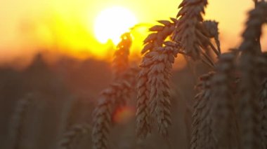 Gün batımında bir buğday kulağının yakın plan videosu. Tarım alanlarında tahıl hasat etmek. Yüksek kalite 4k görüntü