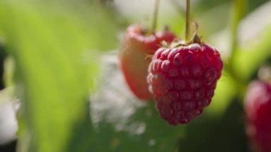 Eco-Friendly Berry Farming: Bush 'un üzerinde Olgun Ahududu' nun Yakın Çekimi. Yüksek kalite 4k görüntü