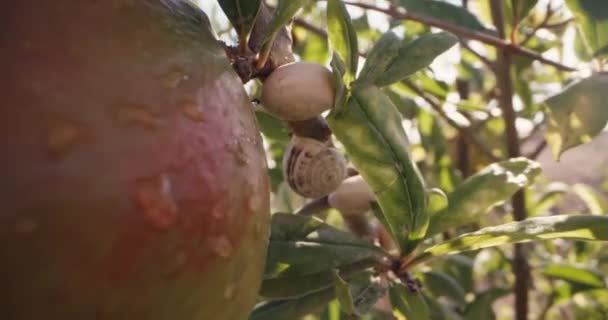 Orchard Care Stäng Titta Mogna Granatäpple Träd Högkvalitativ Film — Stockvideo