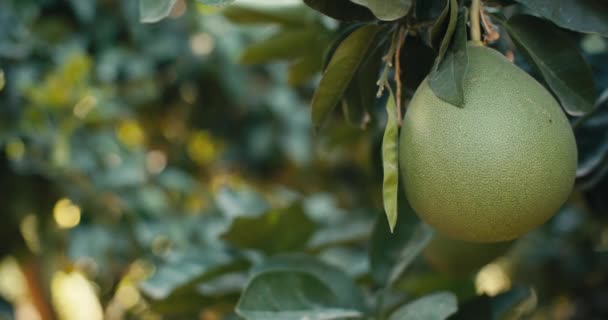 Macro Video Ripening Pamela Fruit Tree Garden Growing Organic Bio — Stock Video