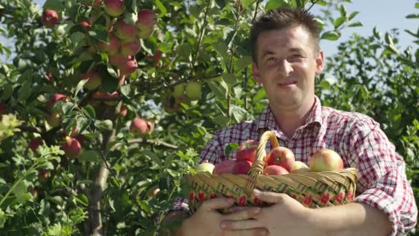 在果园的心脏 分享农民的旅程 因为他收集了丰盛的苹果 高质量的4K镜头 — 图库视频影像