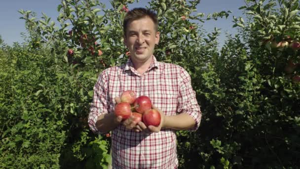Ritratto Giardiniere Maschio Che Tiene Giardino Raccolto Succose Mele Biologiche — Video Stock
