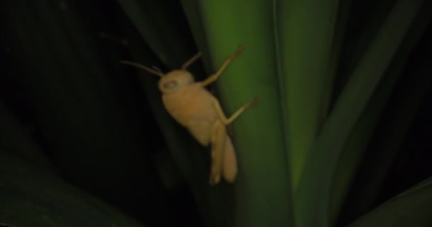 Kobylky Ničí Úrodu Tím Jedí Zelené Listy Poli Ochrana Rostlin — Stock video