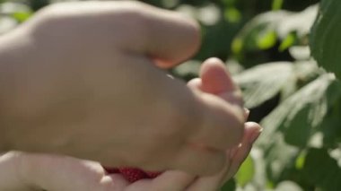 Meyve Bahçesinde Meyve Toplama: Çiftçi Bush 'tan olgun ahududu hasat ediyor. Yüksek kalite 4k görüntü