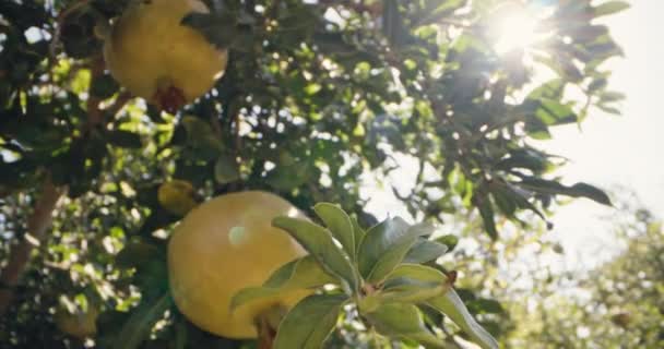 Organik Meyve Bahçesinde Nar Yetiştirme Yakından Bakış Yüksek Kalite Görüntü — Stok video