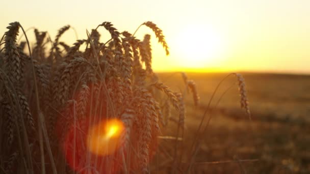 Souvislosti Video Detailní Záběr Uší Pšenice Při Západu Slunce Zlatá — Stock video