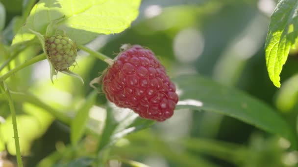 Ripe Raspberry Close Eco Friendly Farming Organic Fruit Cultivation High — Stock Video