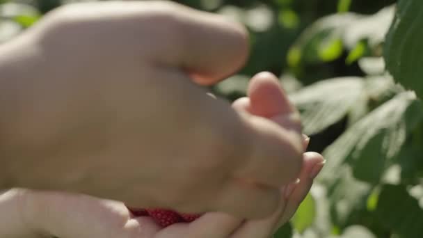 Beerenernte Obstgarten Landwirt Erntet Reife Himbeeren Vom Strauch Hochwertiges Filmmaterial — Stockvideo