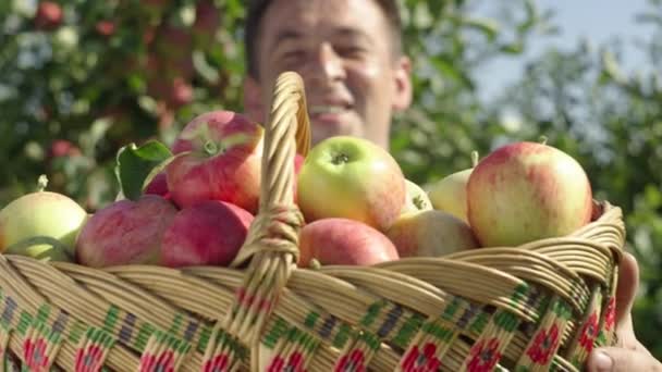 День Житті Фермера Збирання Органічних Яблук Саду Високоякісні Кадри — стокове відео